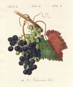Fruits étranges - German School