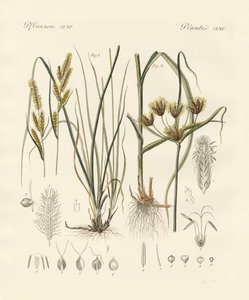 Étranges herbes - German School