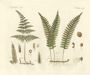 Herbes étranges - German School