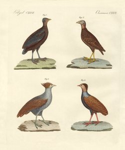 Oiseaux étranges semblables à des poules - German School