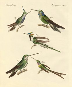Colibris étranges - German School