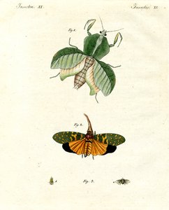 Insectes étranges - German School