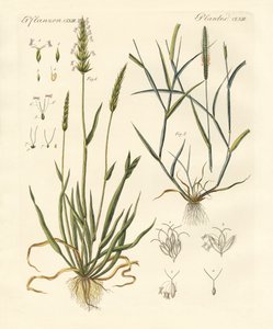 Herbes étranges - German School