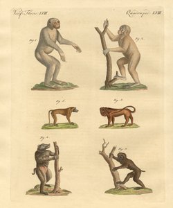 Sortes étranges de singes - German School