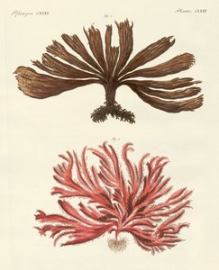 Types étranges d