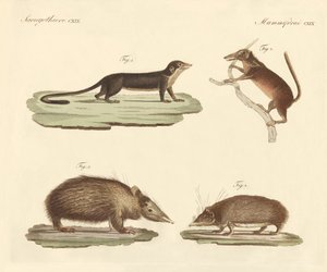 Mammifères étranges