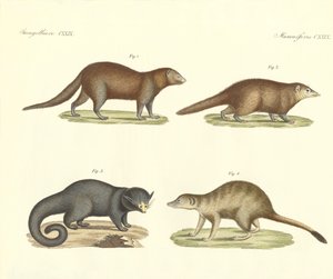 Mammifères étranges