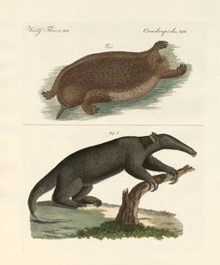 Mammifères étranges