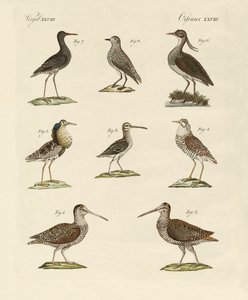 Oiseaux de marais étranges - German School