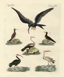 Oiseaux de marais et d