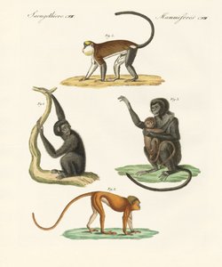 Étranges singes