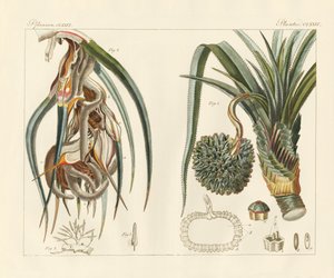 Étranges plantes - German School