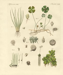 Étranges plantes