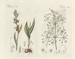 Étranges plantes (gravure en couleur) - German School