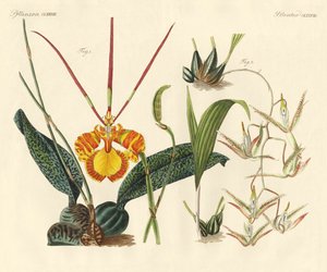 Plantes étranges