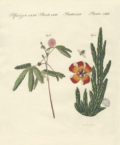 Plantes étranges - German School
