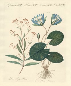 Plantes étranges - German School