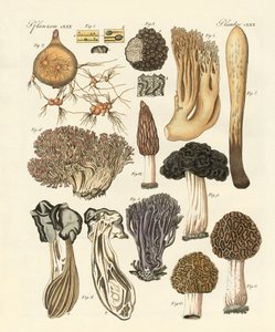 Plantes étranges - German School