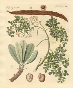 Plantes étranges - German School
