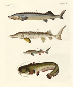 Poissons de rivière étranges - German School