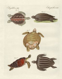 Étranges tortues de mer - German School