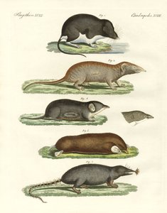 Musaraignes étranges