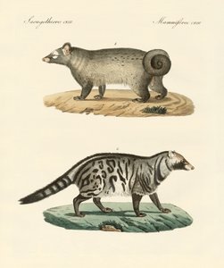 Moufettes étranges