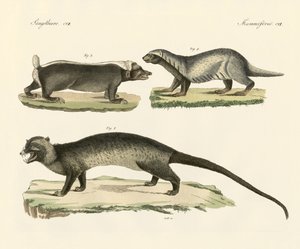 Moufettes étranges