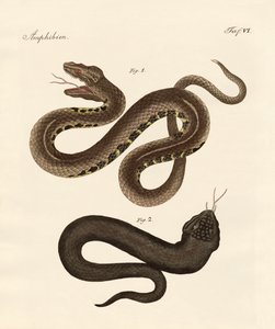 Serpent étrange - German School