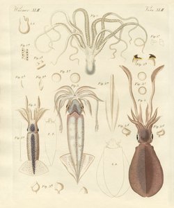 Étranges vers mous - German School