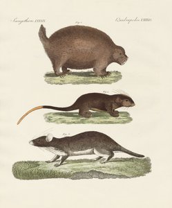 Animaux épineux étranges
