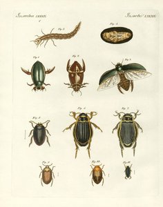 Coléoptères étranges
