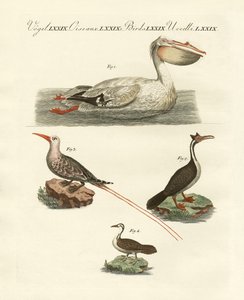 Oiseaux nageurs étranges - German School