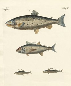 Étranges poissons de commerce - German School