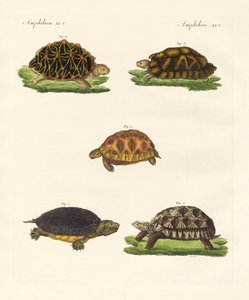 Étranges tortues