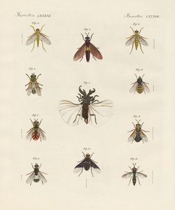 Étranges insectes à deux ailes