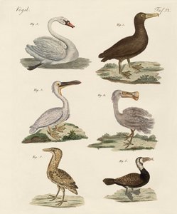Étranges oiseaux aquatiques - German School