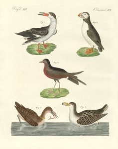 Oiseaux aquatiques étranges - German School