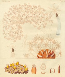 Étranges vers, zoophytes - German School