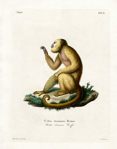Hurleur à manteau