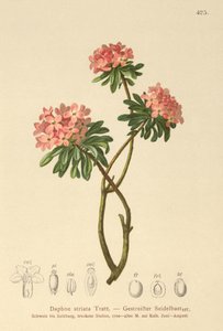 Daphné strié (Daphne striata)