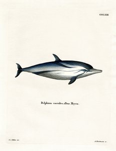 Dauphin bleu et blanc - German School