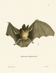 Chauve-souris à nez poilu rayé