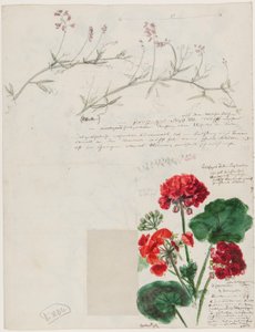 Études de plantes et de figures réalisées à Rome et Pankow, Berlin, 1868 - German School