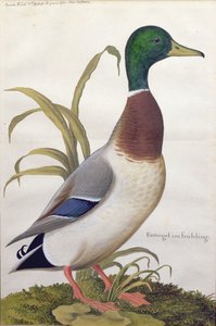 Étude d