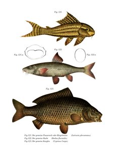 Poisson-chat à ventouse - German School