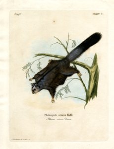 Écureuil volant