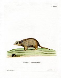 Suricate