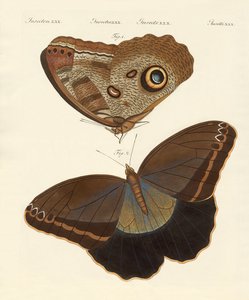 Papillons du Surinam - German School