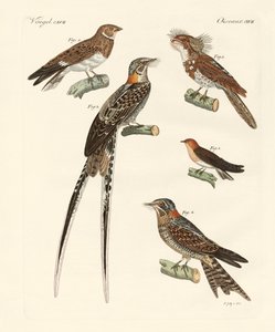 Oiseaux ressemblant à des hirondelles - German School